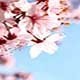 Photo Fleurs cerisier
